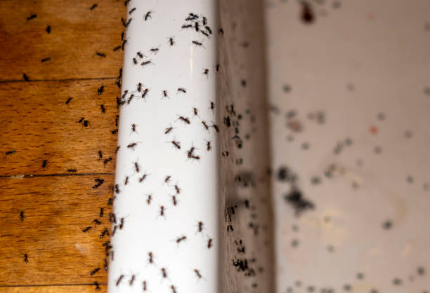 Best Local Pest Control Services  in Coldspring, TX